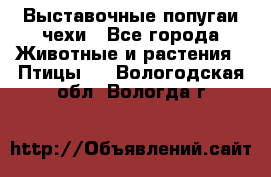 Выставочные попугаи чехи - Все города Животные и растения » Птицы   . Вологодская обл.,Вологда г.